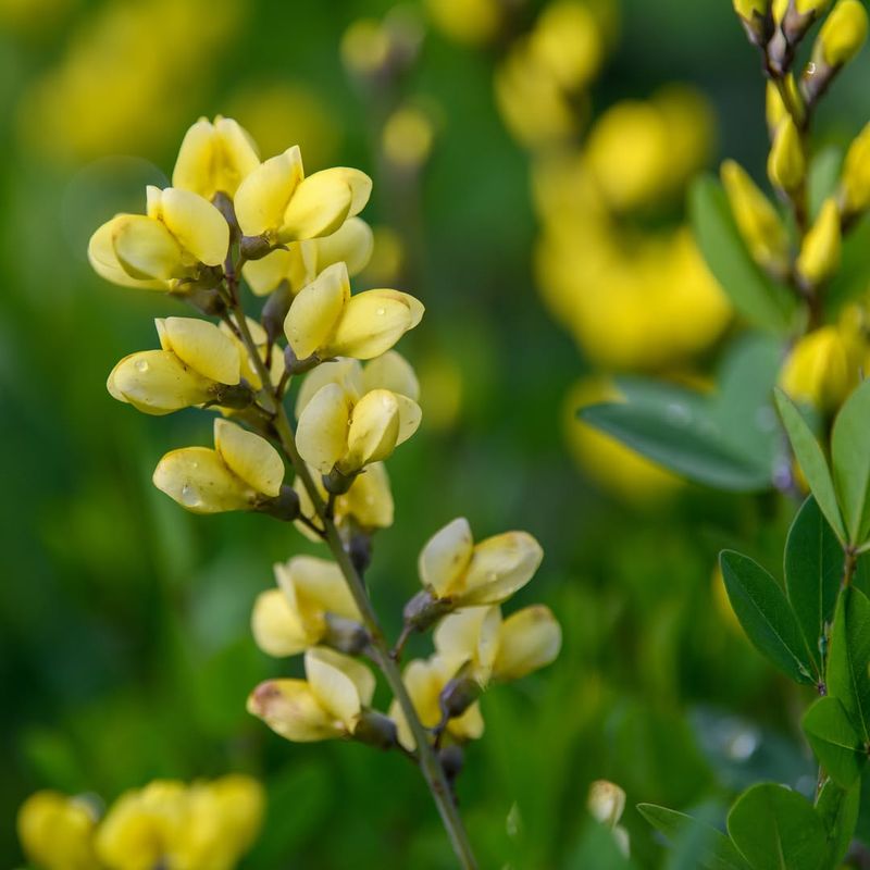 Baptisia