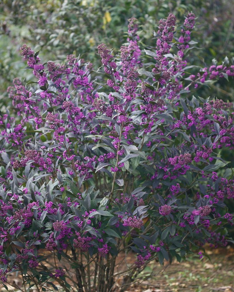 Beautyberry's Purple Explosion