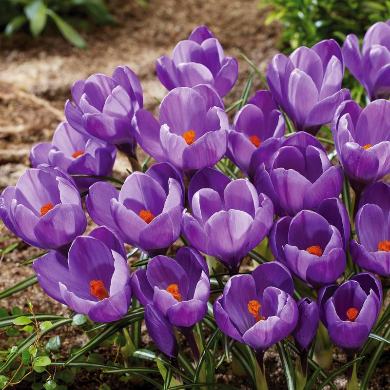 Crocus