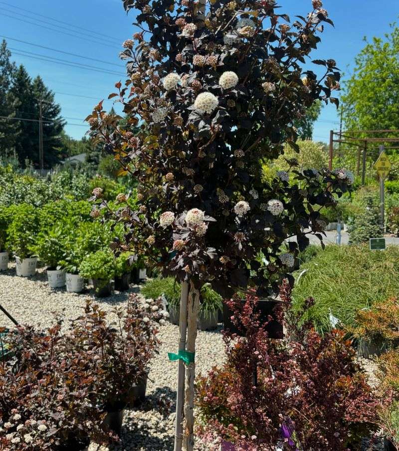 Ninebark's Structural Pruning