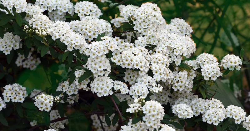 Spirea For Low-Maintenance Flowering Screens