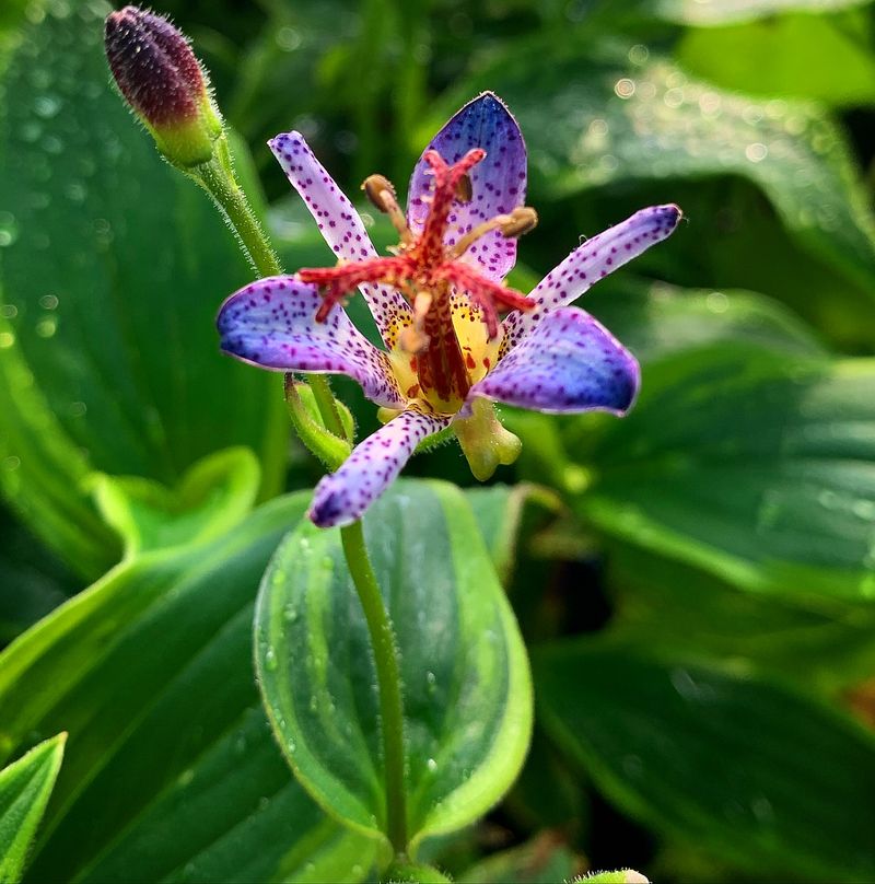 Toad Lily