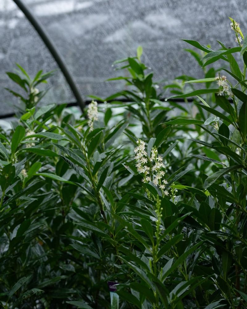 Cherry Laurel