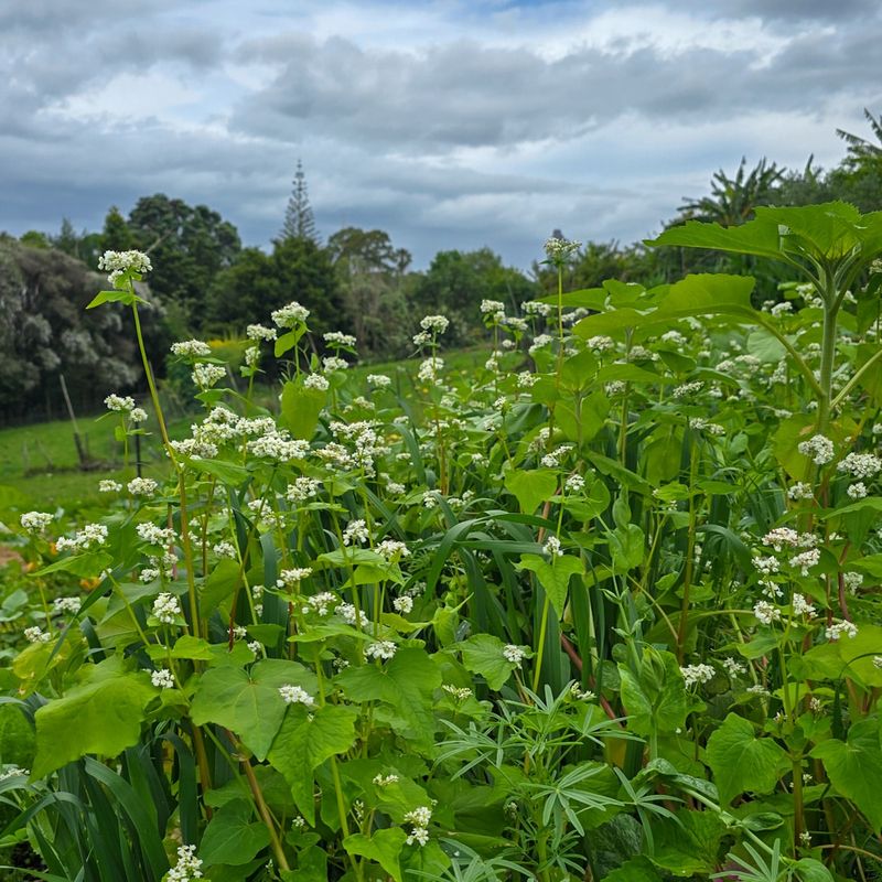 Plant Cover Crops In Vegetable Beds
