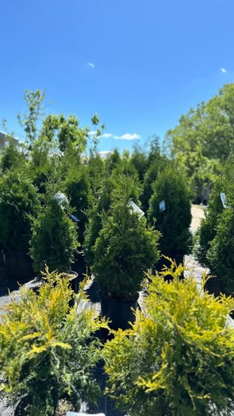 Plant Trees and Shrubs