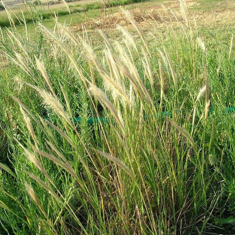 Cogongrass: The Silent Invader