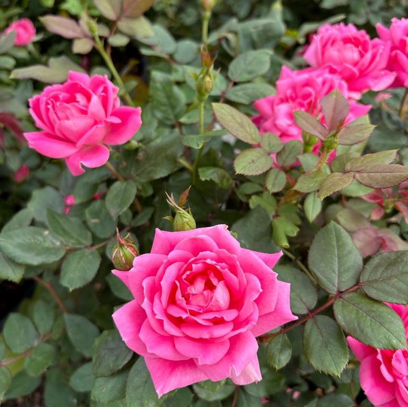 Knockout Roses' Fall Reset