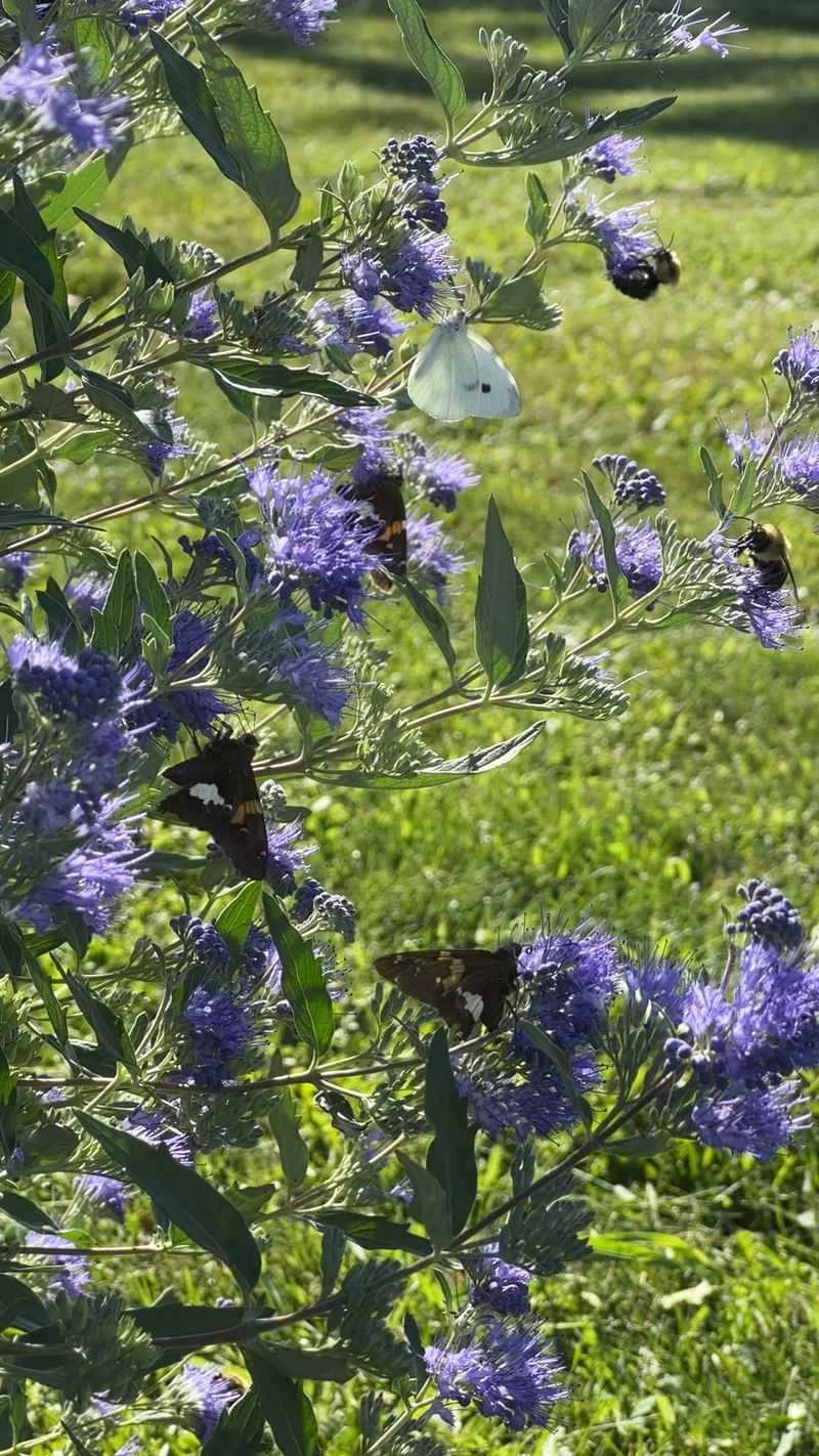 Blue Mist Shrub