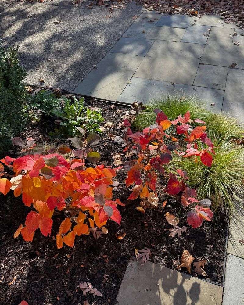 Fothergilla (Fothergilla gardenii)