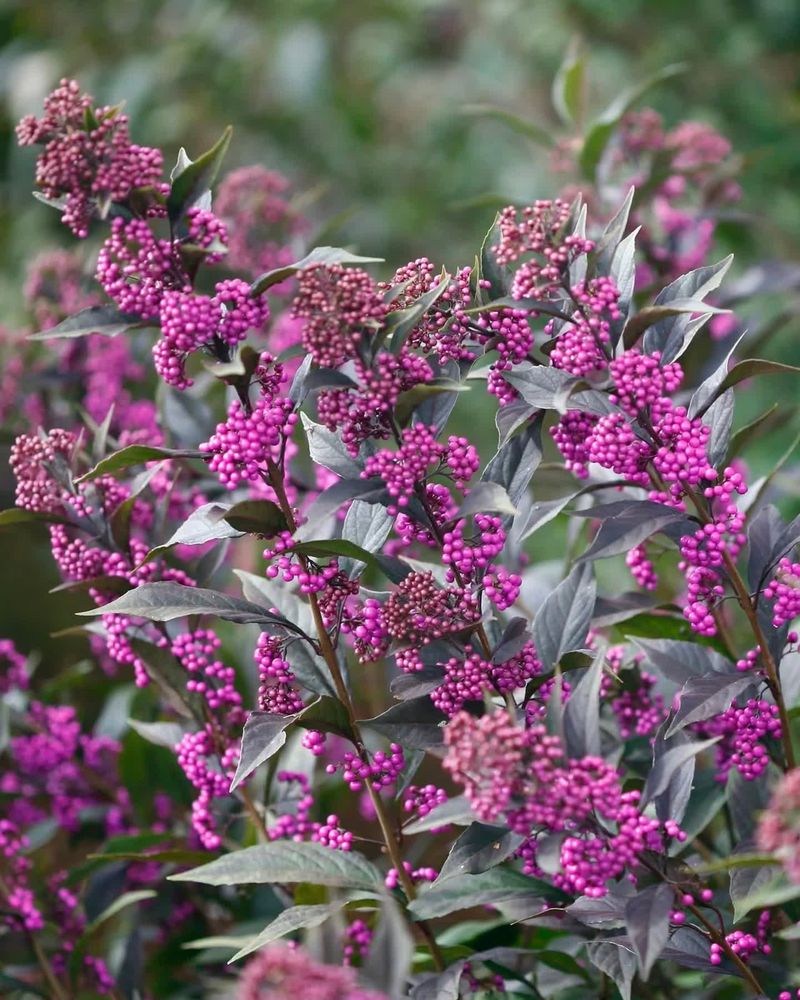 Beautyberry 'Pearl Glam'