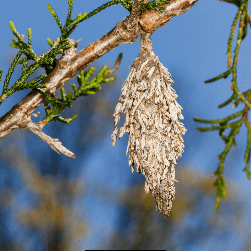 Bagworm Colonies: Silk-Spinning Architects