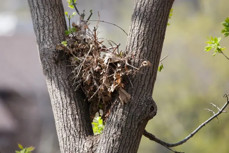 Squirrel Dreys: Leafy Hideaways Above