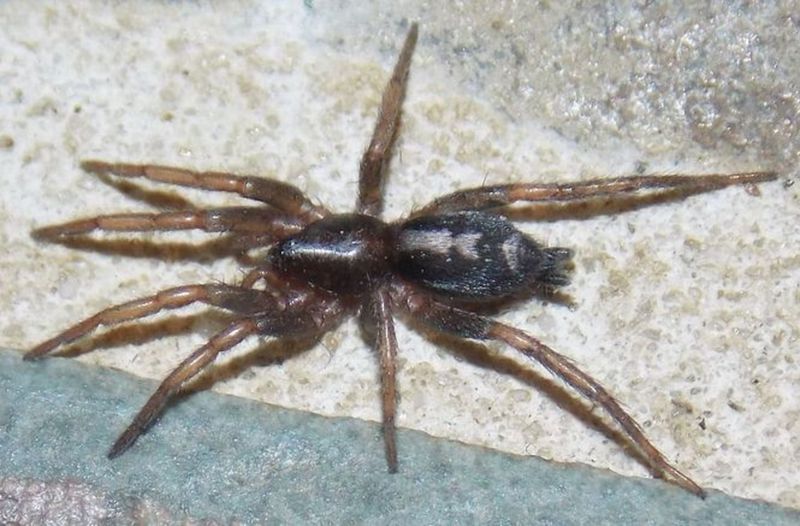 Spider Population Peaks In August