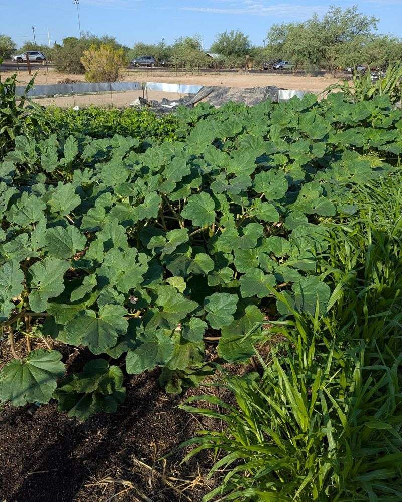Food Sovereignty Movement