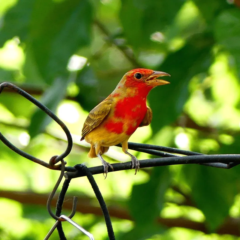 Summer Tanager's Rose-Red Garden Visit