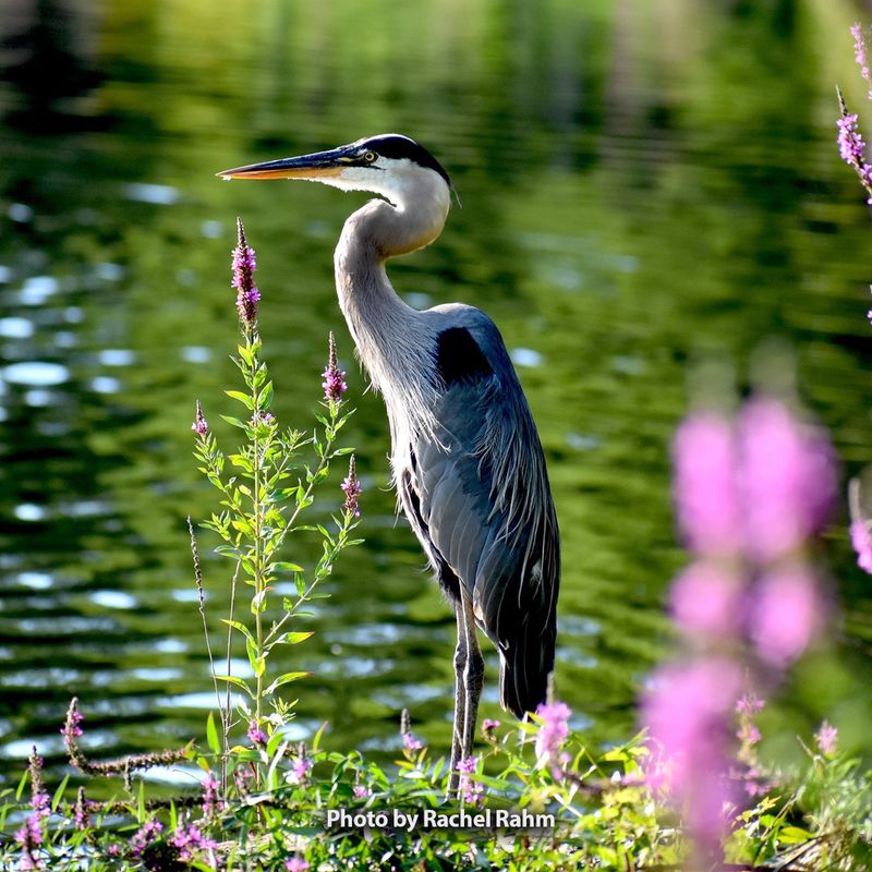 Great Blue Herons