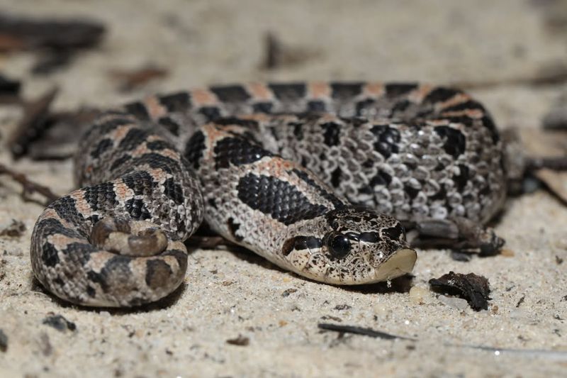 Southern Hognose Snakes