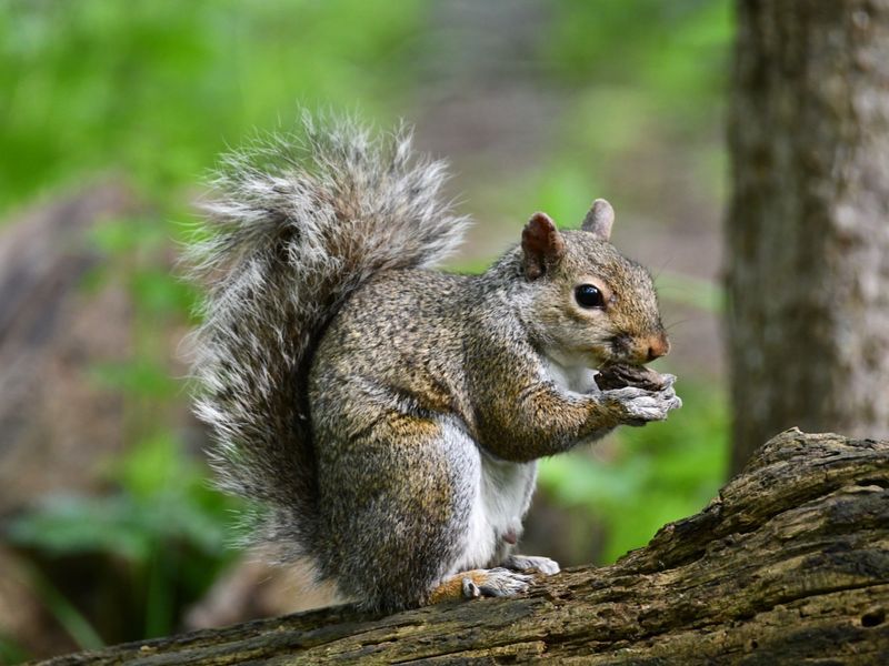 Tree Squirrels: Acrobatic Invaders