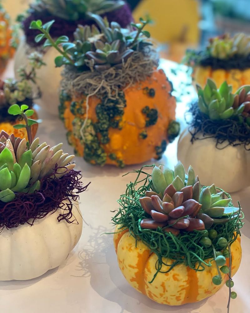 Succulent-Crowned Pumpkin Beauty
