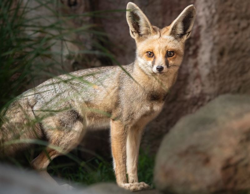 Foxes: Misunderstood Rodent Controllers