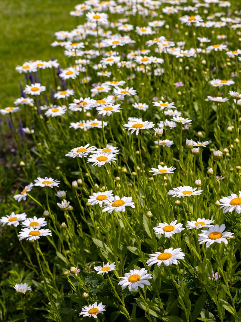 Stonington's Seaside Daisy Drifts