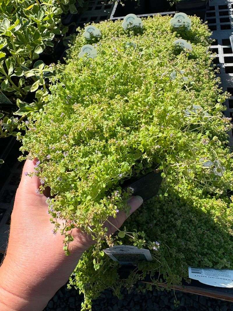 Corsican Mint