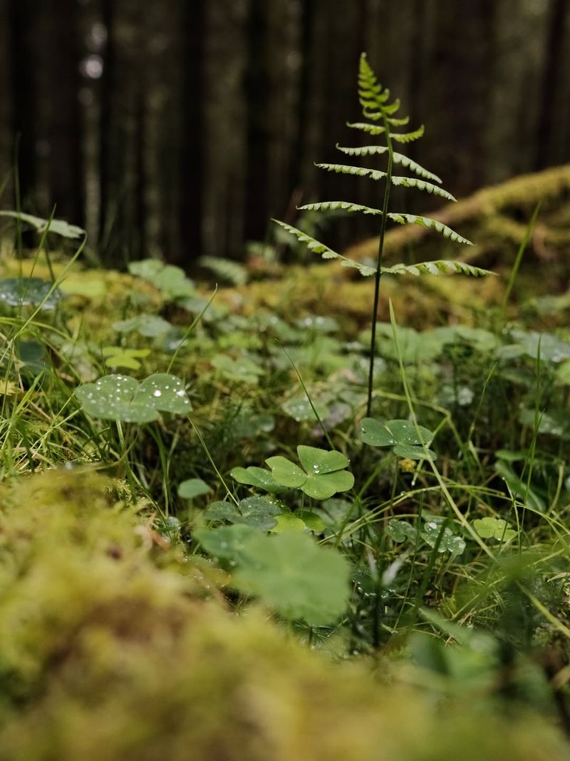 Fern-Topped Hideaway
