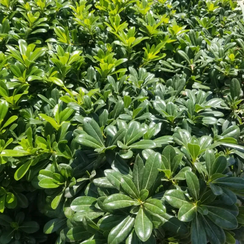 Myrtle: Aromatic Privacy Barrier