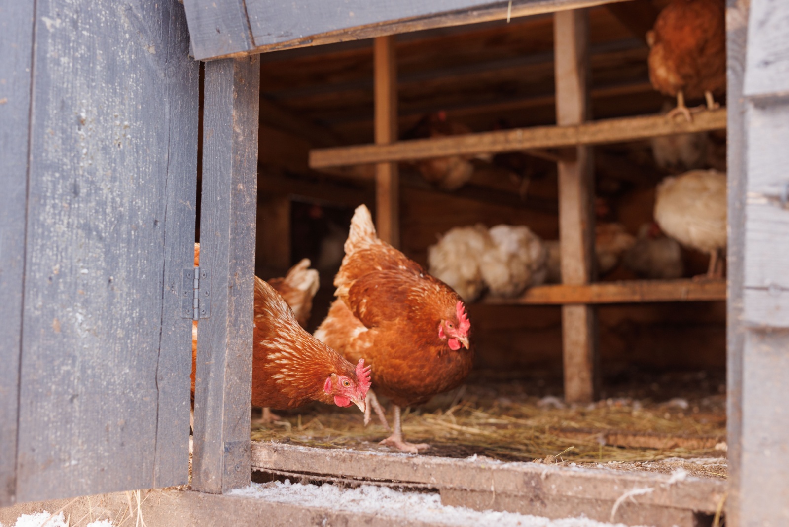 chicken in coop