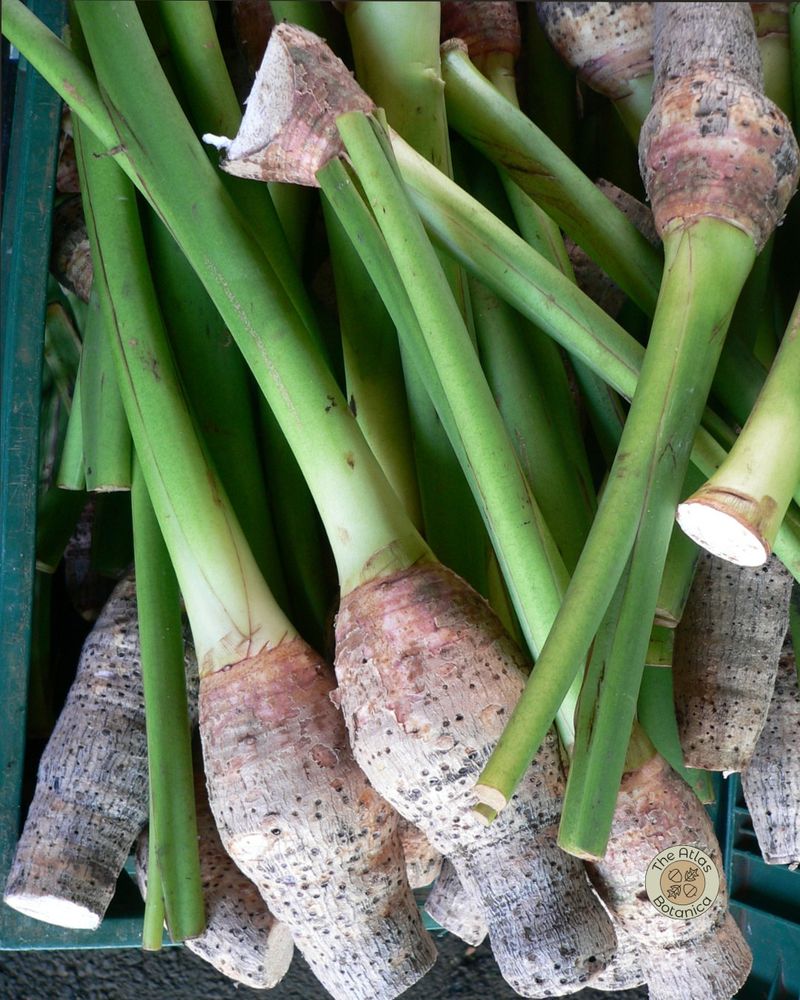 Taro: Tropical Tuber That Loves Wet Feet