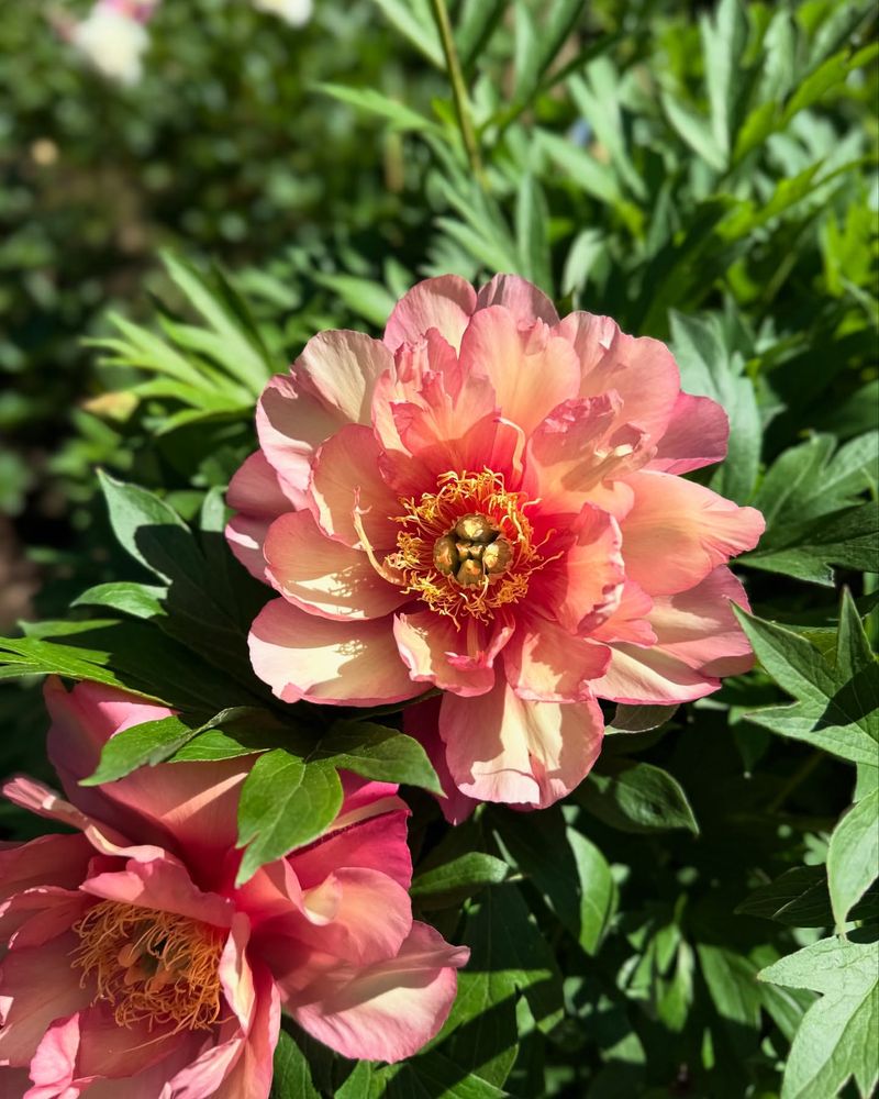 Peony