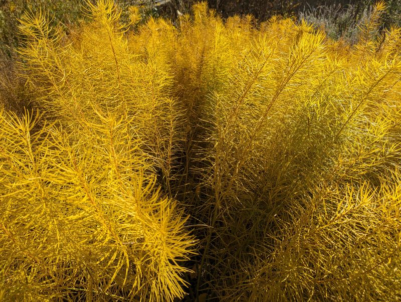 Amsonia