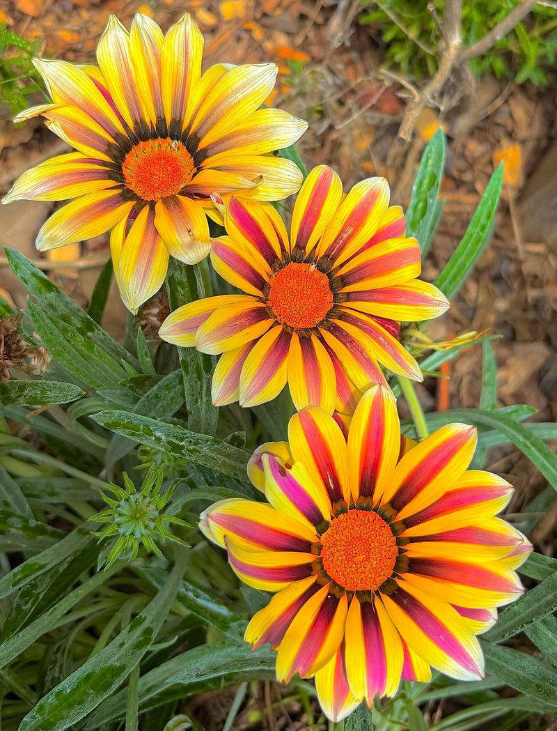Mexican Sunflower