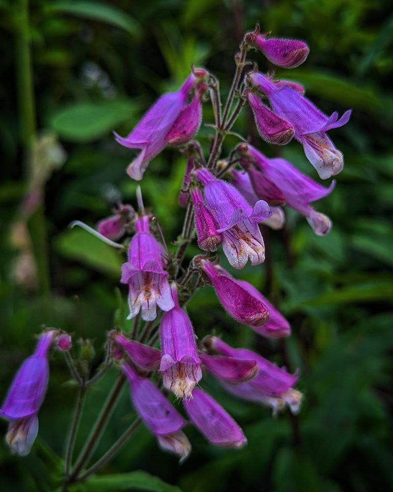 Penstemon (Beardtongue)