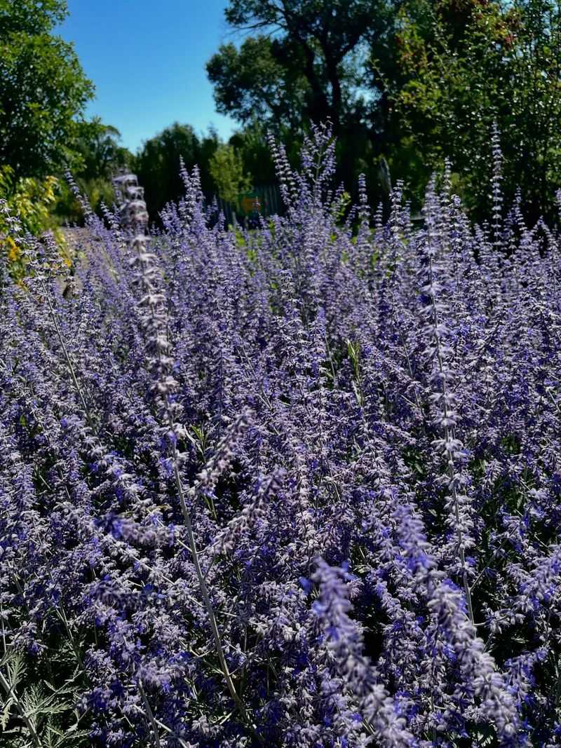 Russian Sage
