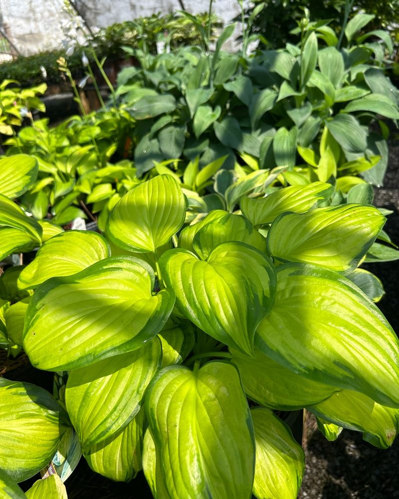 Hosta