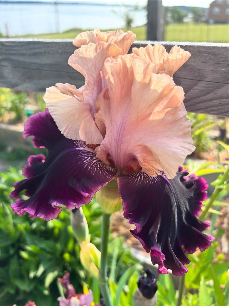 Bearded Iris