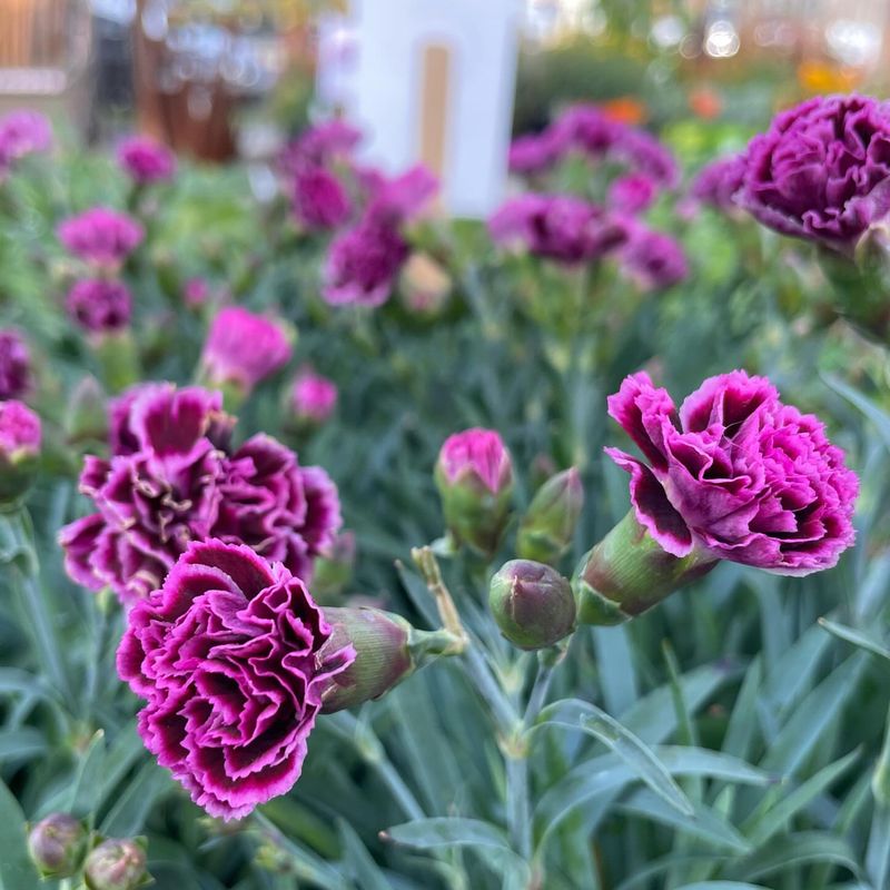 Dianthus Drowns In Wet Clay