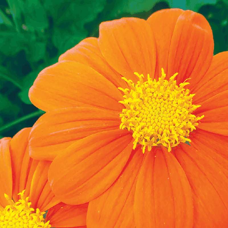Mexican Sunflower: Tithonia For Bold Statements