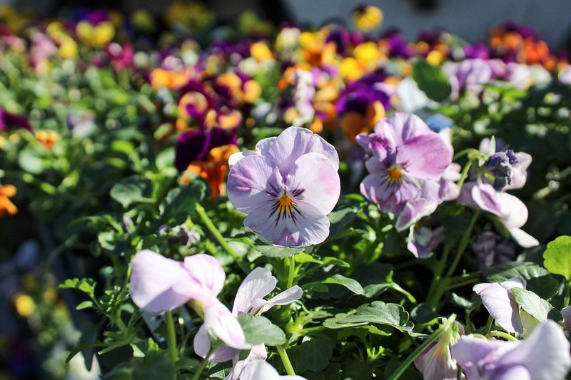 Pansies: Cool-Season Companions