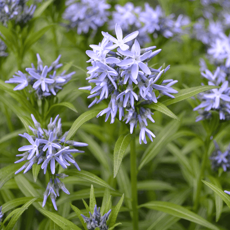 Amsonia (Blue Star)