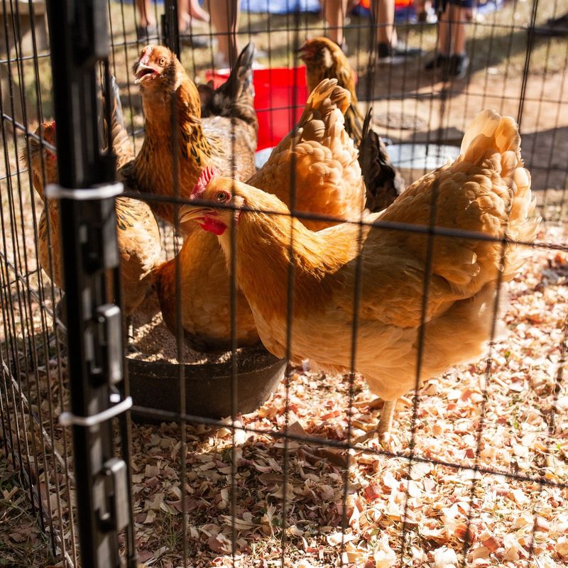 Are Backyard Chickens Worth It?