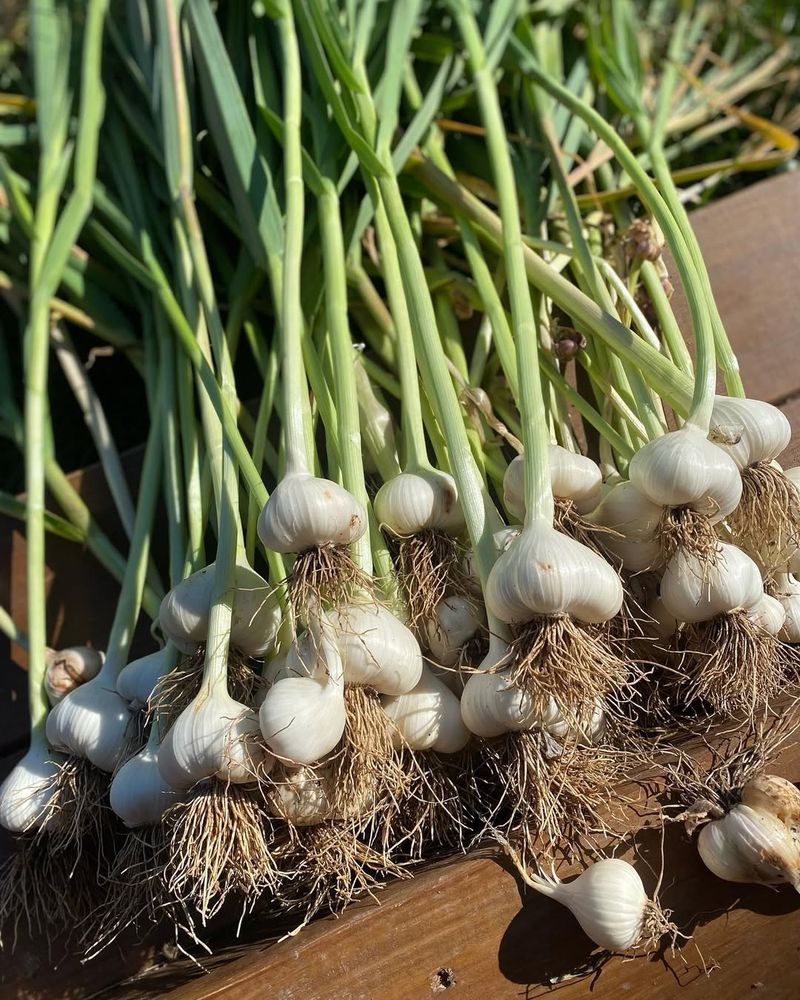 Gourmet Garlic Greens