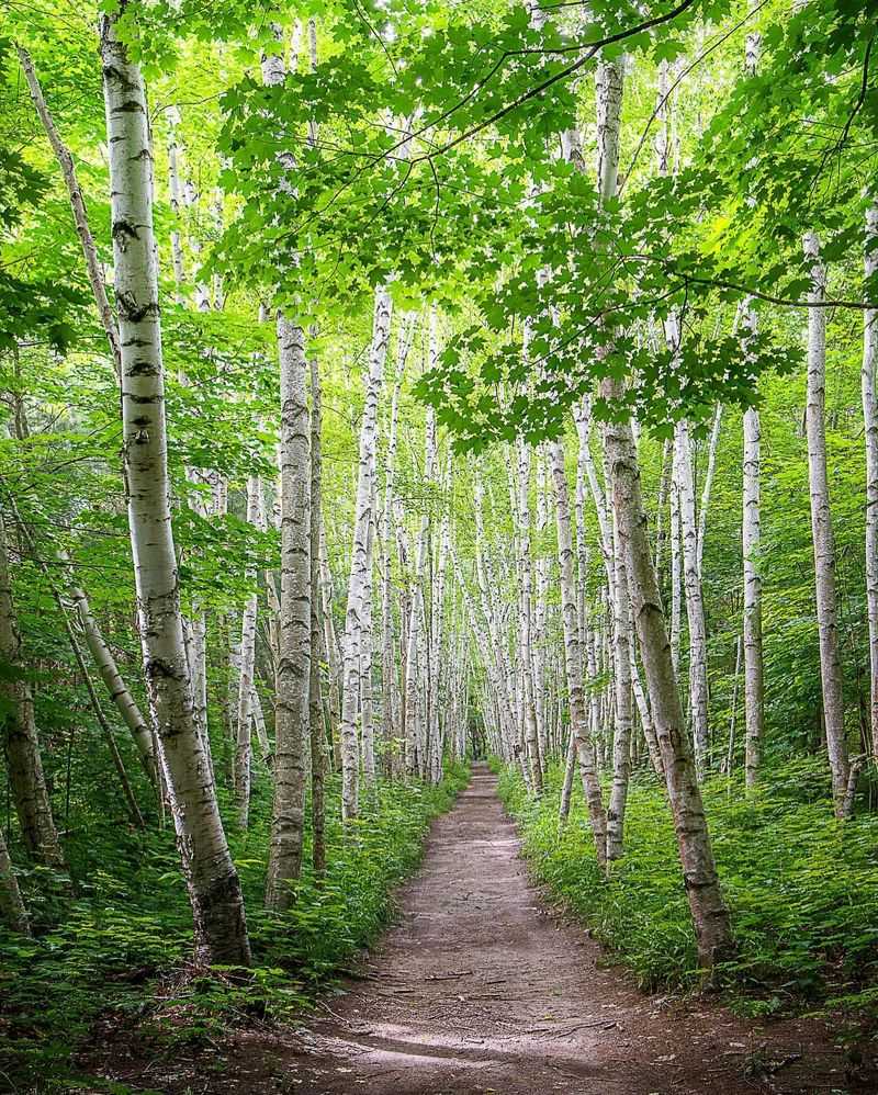 European White Birch