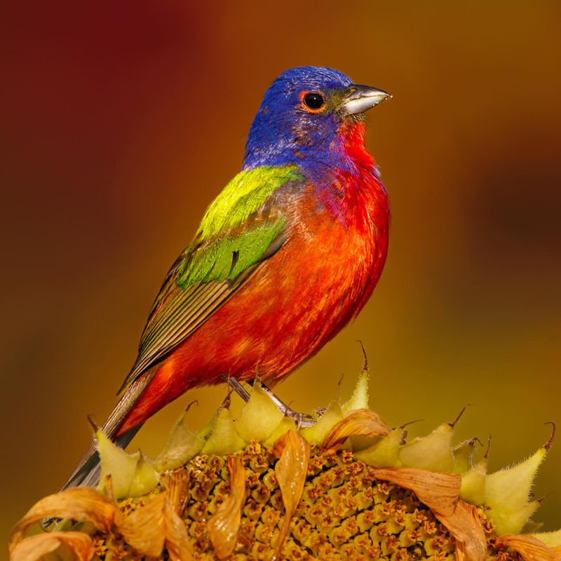Painted Bunting: Rainbow Visitor