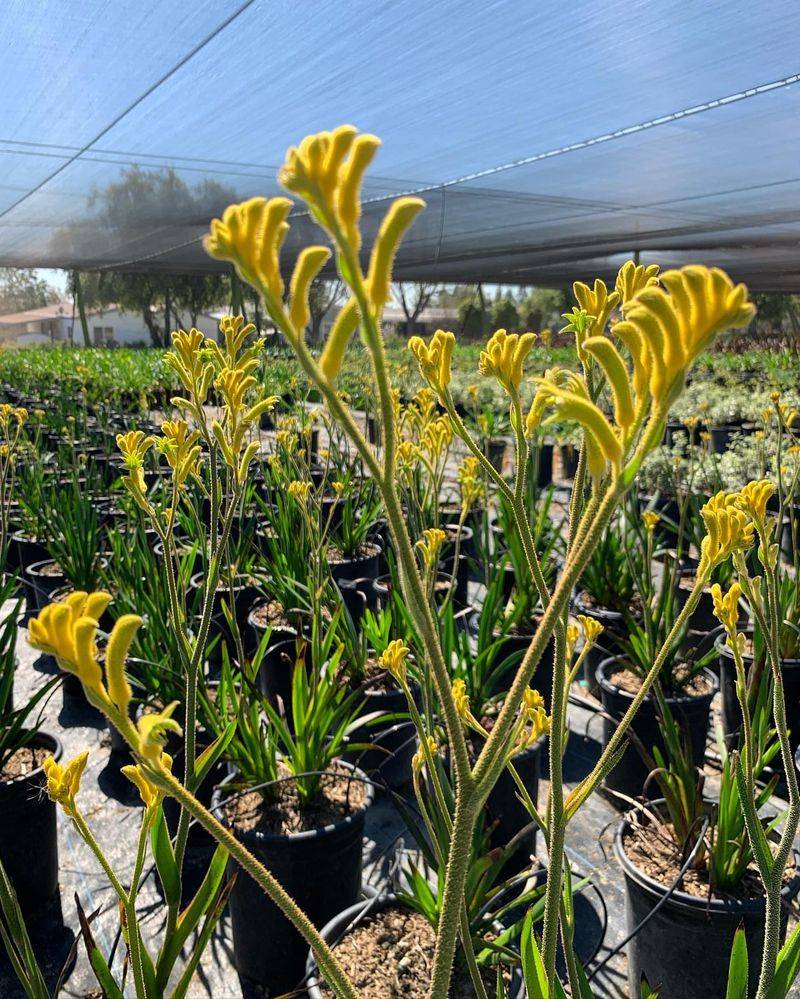 Yellow Kangaroo Paw