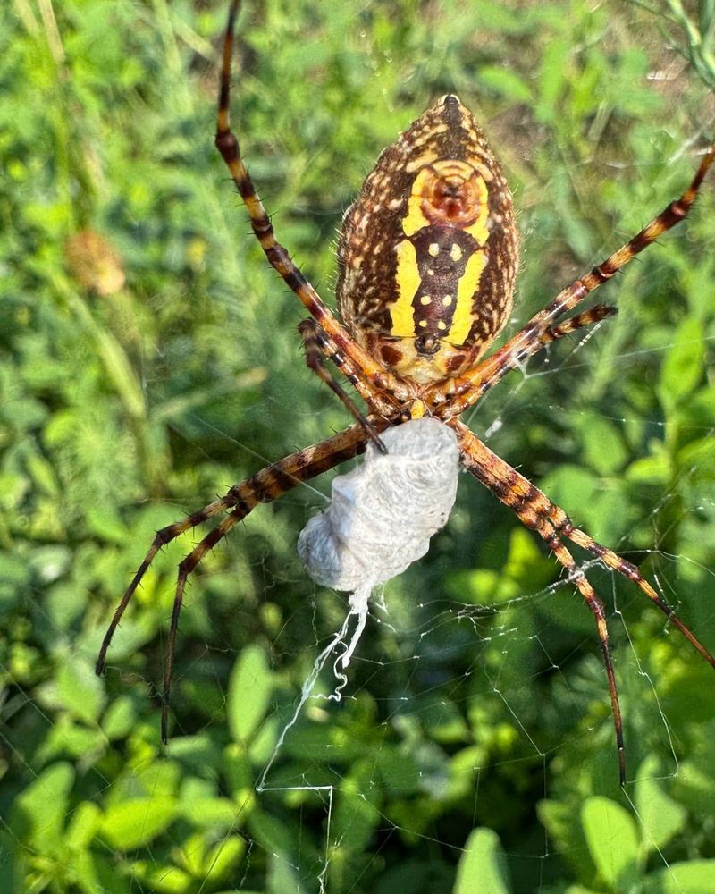 Hobo Spiders