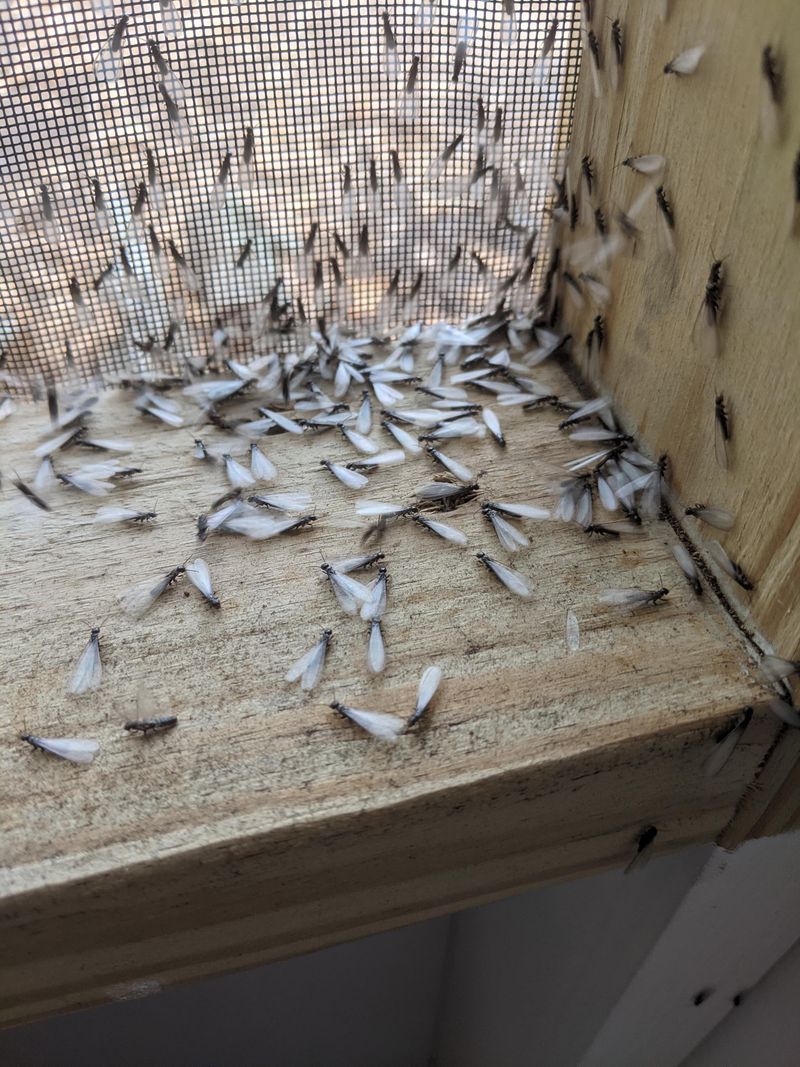 Termites