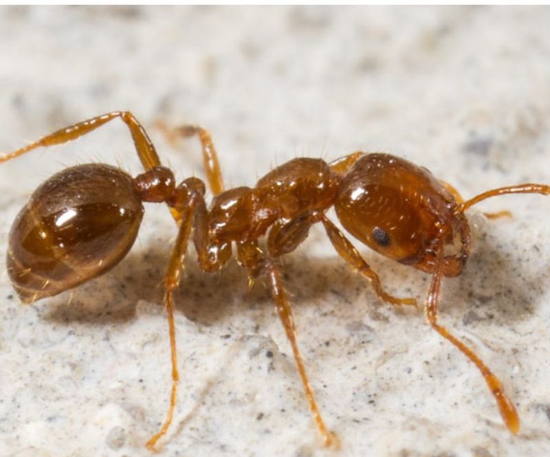 Fire Ants