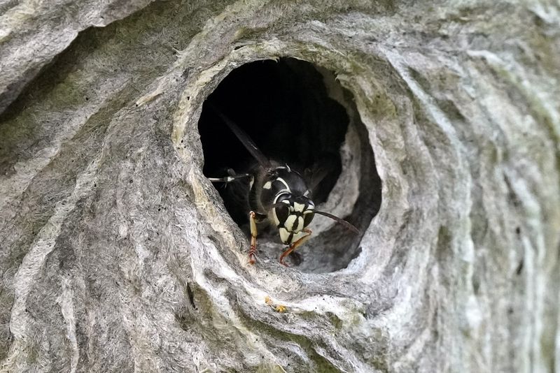 Bald-faced Hornet